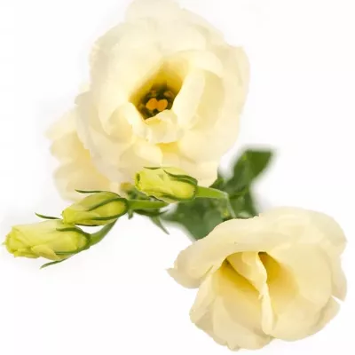 EUSTOMA G ARENA GOLD