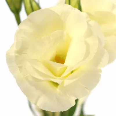 EUSTOMA G ARENA GOLD