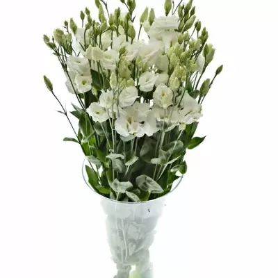 EUSTOMA G ARENA MONT BLANC 70cm/5+