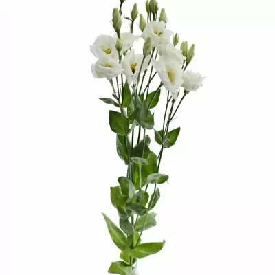 EUSTOMA G ARENA MONT BLANC 70cm/5+