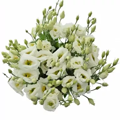 EUSTOMA G ARENA MONT BLANC 70cm/5+