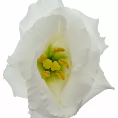 EUSTOMA G ARENA MONT BLANC 70cm/5+