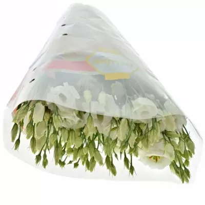 EUSTOMA G ARENA MONT BLANC 70cm/5+