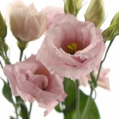 EUSTOMA G ARENA PINK