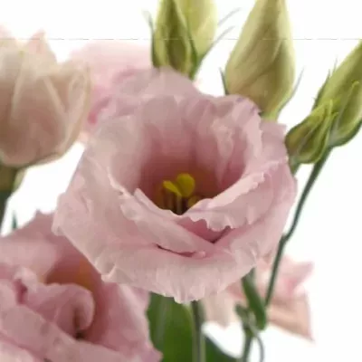 EUSTOMA G ARENA PINK