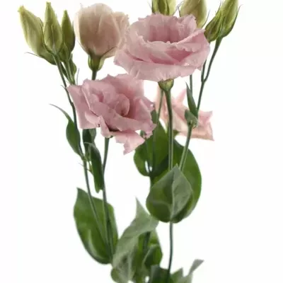 EUSTOMA G ARENA PINK