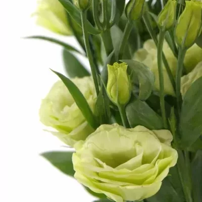 EUSTOMA G CESSNA GREEN