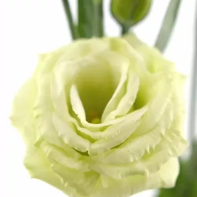 EUSTOMA G CESSNA GREEN