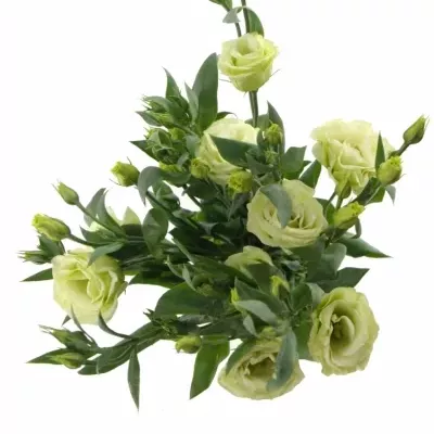 EUSTOMA G CESSNA GREEN