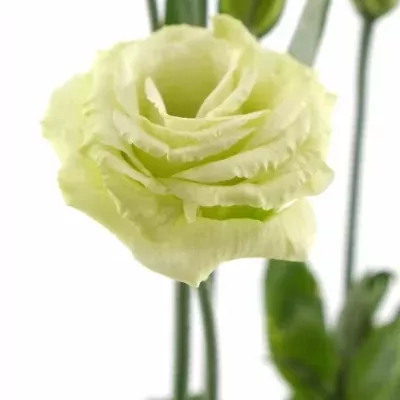 EUSTOMA G CESSNA GREEN