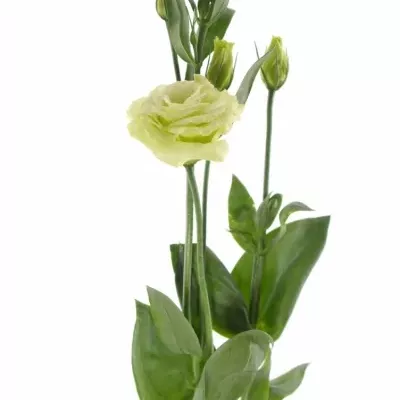 EUSTOMA G CESSNA GREEN