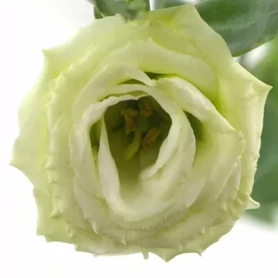 EUSTOMA G CESSNA GREEN