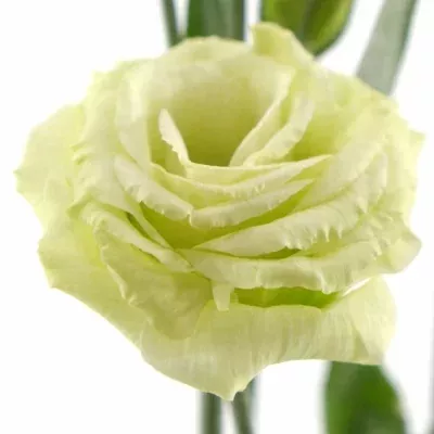 EUSTOMA G CESSNA GREEN