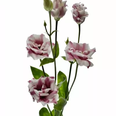 EUSTOMA G FLEUREL PINK 70cm/5+