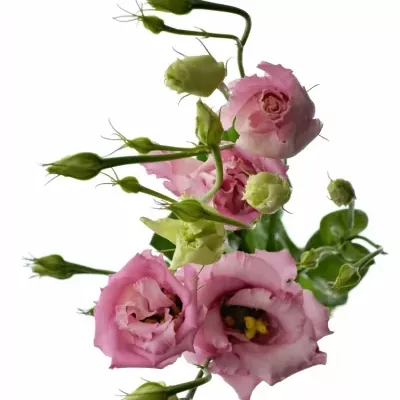 EUSTOMA G FLEUREL PINK 70cm/5+