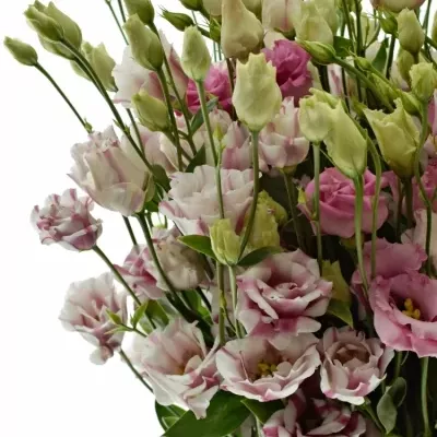 EUSTOMA G FLEUREL PINK 70cm/5+