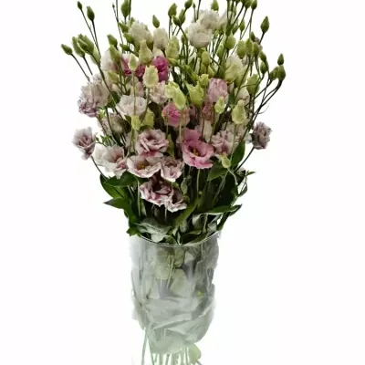 EUSTOMA G FLEUREL PINK 70cm/5+