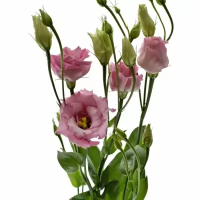 EUSTOMA G FLEUREL PINK 70cm/5+