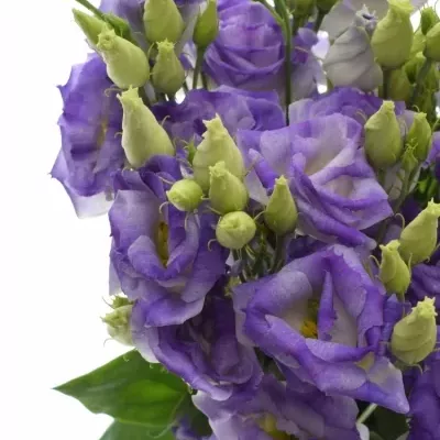 Eustoma G LISANNE BLUE FLASH