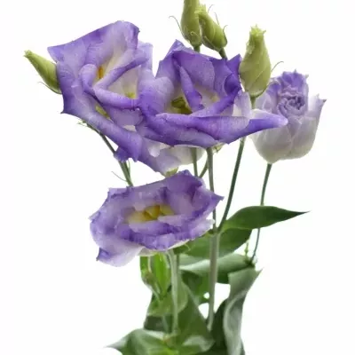 Eustoma G LISANNE BLUE FLASH