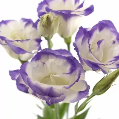 Eustoma G MARIACHI PICOTEE BLUE