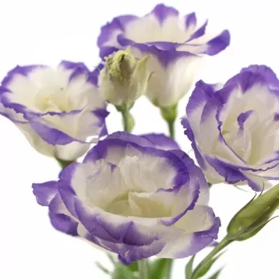 Eustoma G MARIACHI PICOTEE BLUE