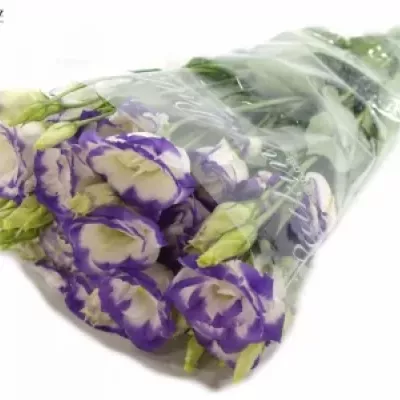 Eustoma G MARIACHI PICOTEE BLUE