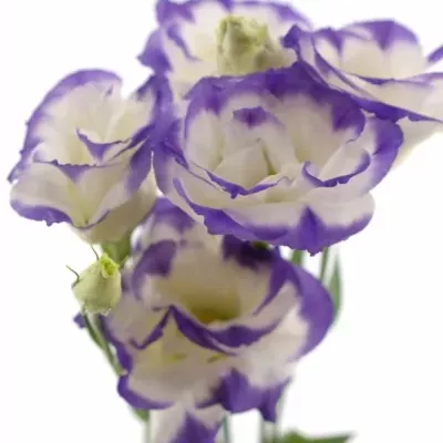 Eustoma G MARIACHI PICOTEE BLUE