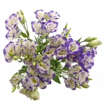 Eustoma G MARIACHI PICOTEE BLUE