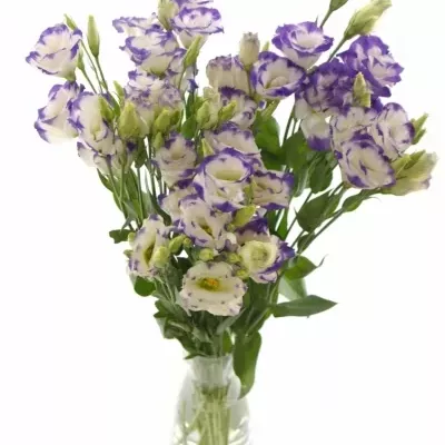 Eustoma G MARIACHI PICOTEE BLUE