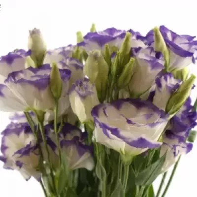 Eustoma G MARIACHI PICOTEE BLUE