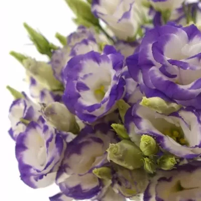 Eustoma G MARIACHI PICOTEE BLUE