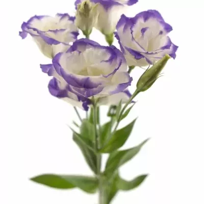 Eustoma G MARIACHI PICOTEE BLUE