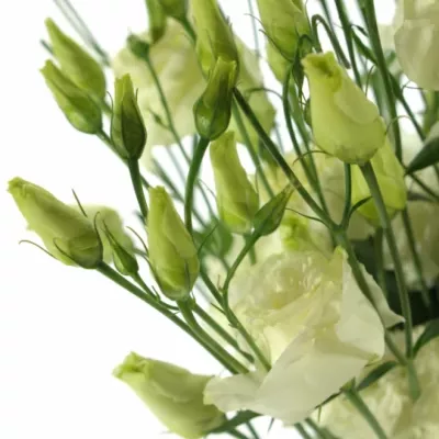 EUSTOMA G MEGAL ME WHITE