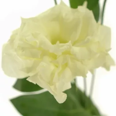 EUSTOMA G MEGAL ME WHITE