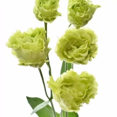 Eustoma G ROSANNE GREEN