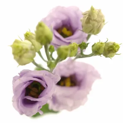 EUSTOMA G ROSITA LAVENDER 