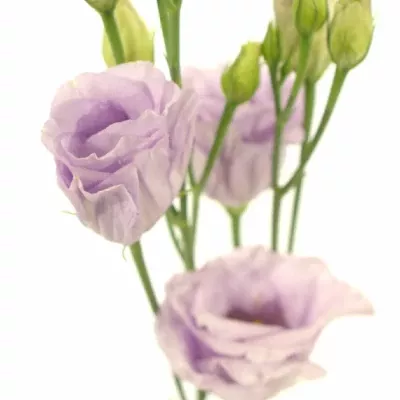 EUSTOMA G ROSITA LAVENDER 