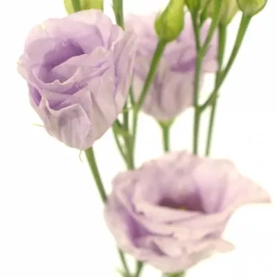 EUSTOMA G ROSITA LAVENDER 