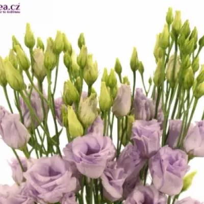 EUSTOMA G ROSITA LAVENDER 