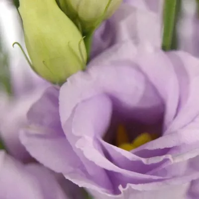 EUSTOMA G ROSITA LAVENDER 