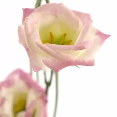 EUSTOMA G ROSITA PINK PICOTEE