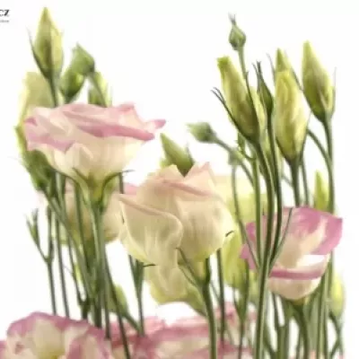 EUSTOMA G ROSITA PINK PICOTEE