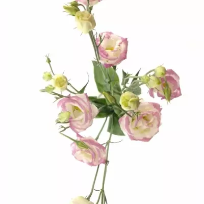 EUSTOMA G ROSITA PINK PICOTEE