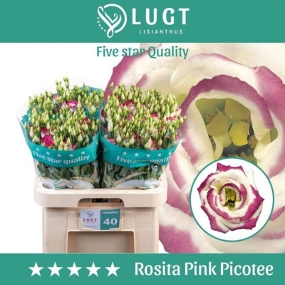 Jícnovka RUSSELLIANUM G ROSITA PINK PICOTEE 65 cm / 5+