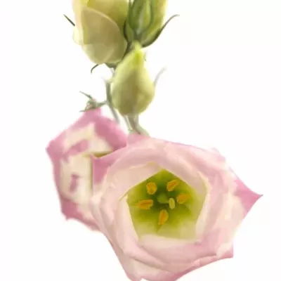 EUSTOMA G ROSITA PINK PICOTEE