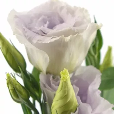 EUSTOMA G SUPREME MAGICAL LAVENDER