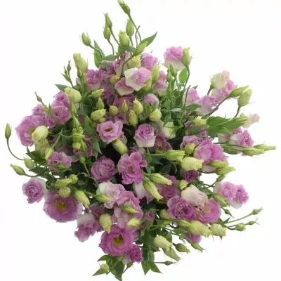 Eustoma SURPRISE MISTY PINK 75cm/5+