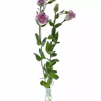 Eustoma SURPRISE MISTY PINK 75cm/5+