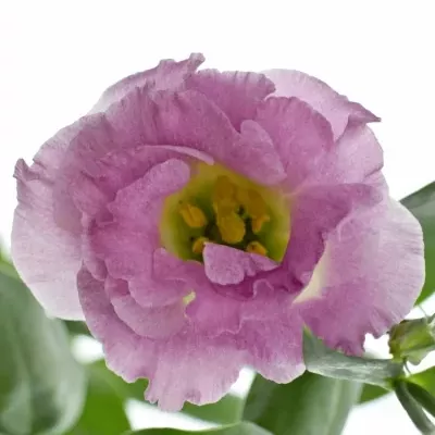 Eustoma SURPRISE MISTY PINK 75cm/5+